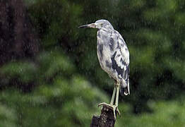 Little Blue Heron