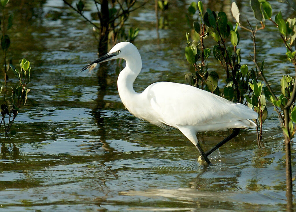 Aigrette garzette, identification