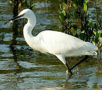 Little Egret