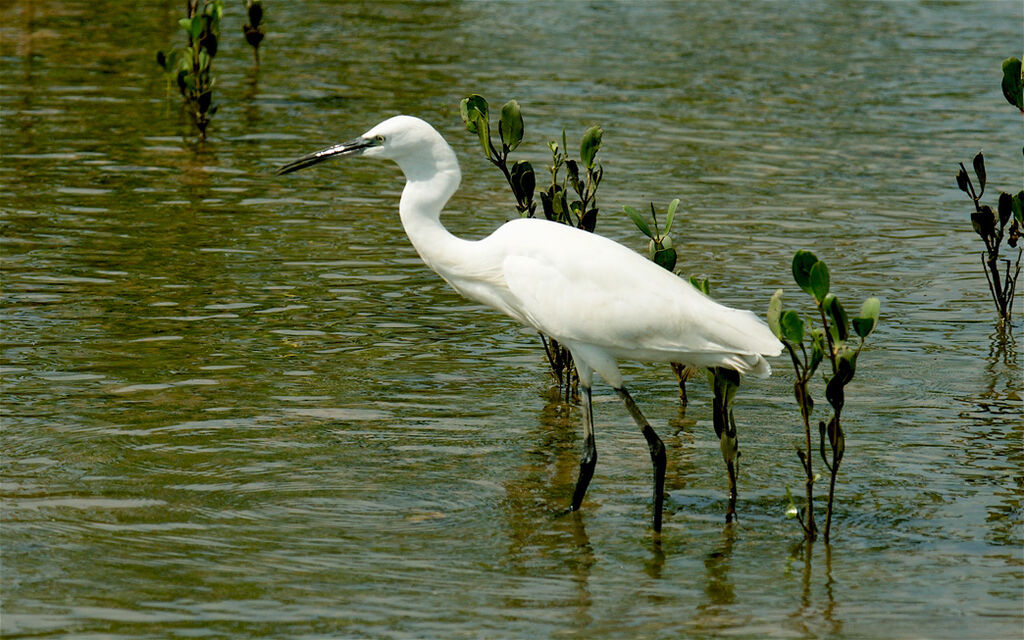 Little Egret