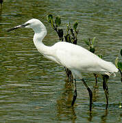 Little Egret