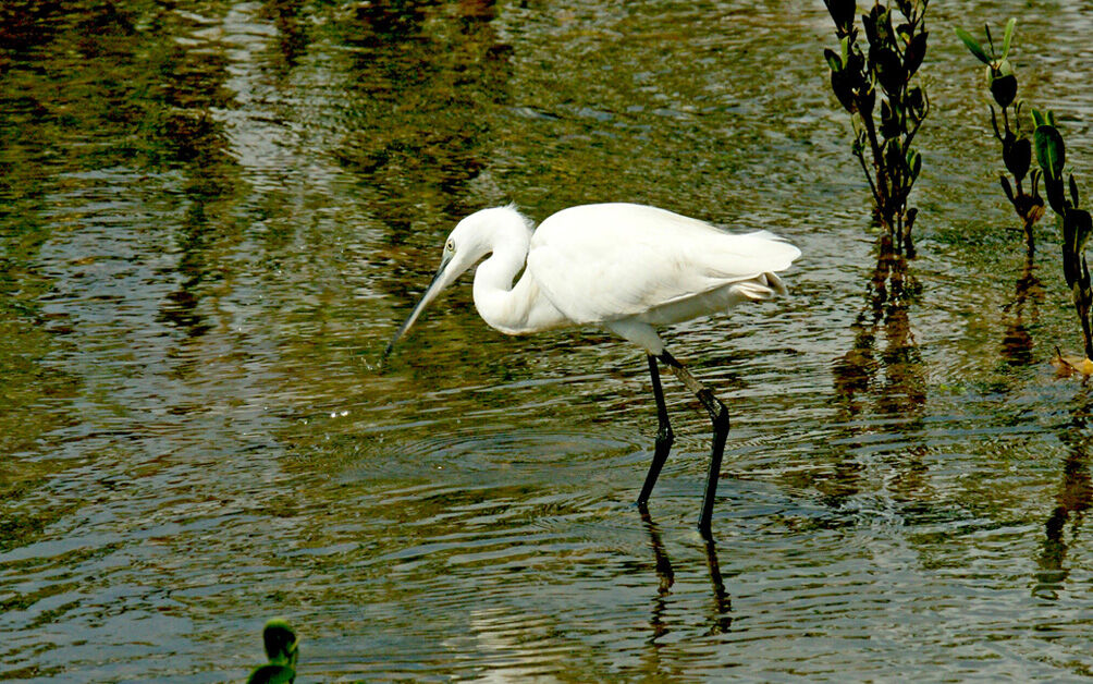 Little Egret