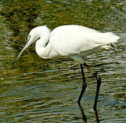 Aigrette garzette