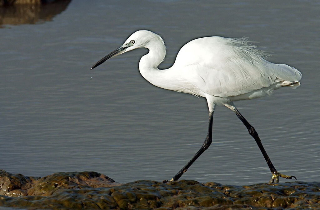 Little Egret, identification