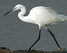 Little Egret