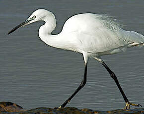 Aigrette garzette