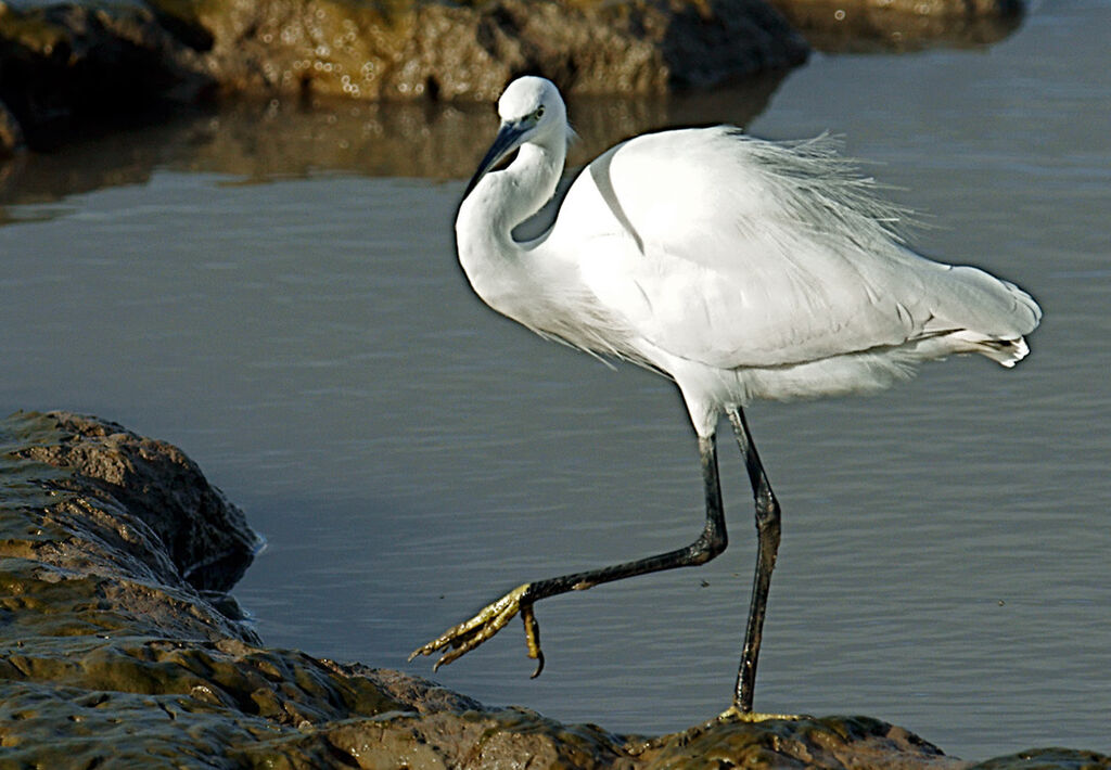 Aigrette garzette