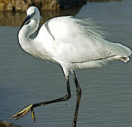 Aigrette garzette