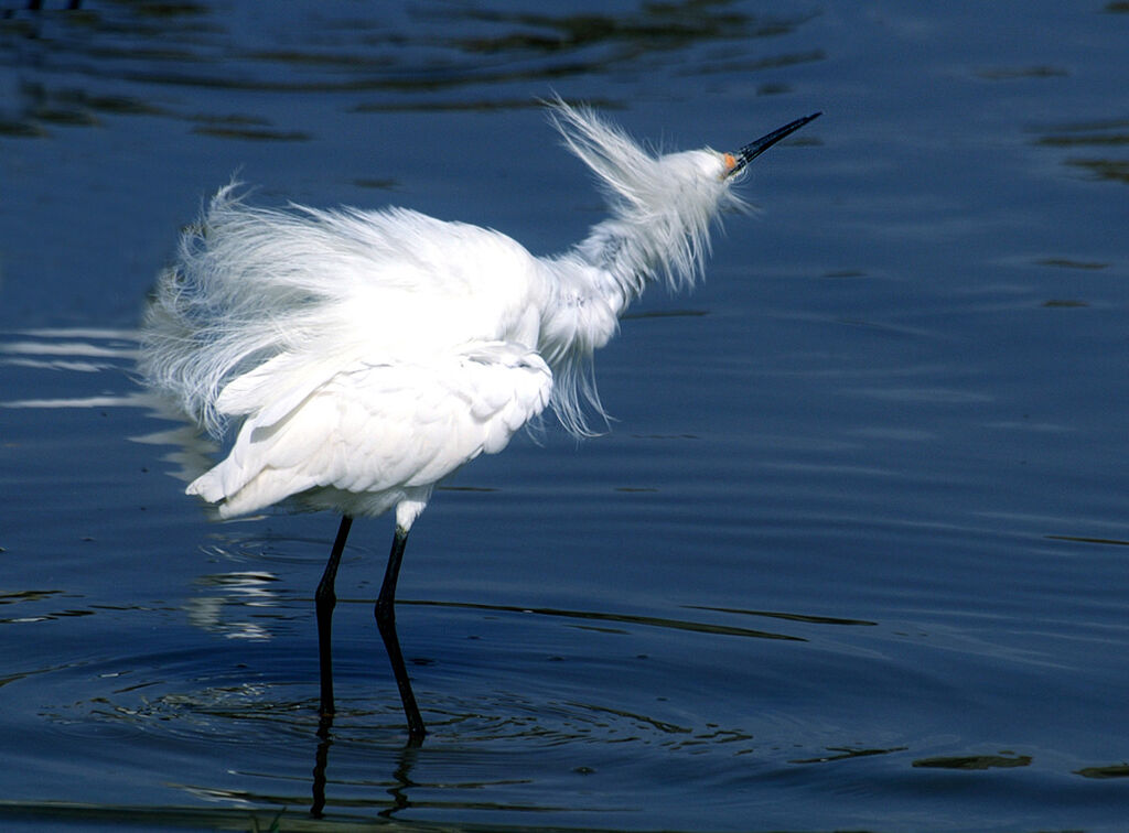 Snowy Egret, identification