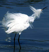 Snowy Egret