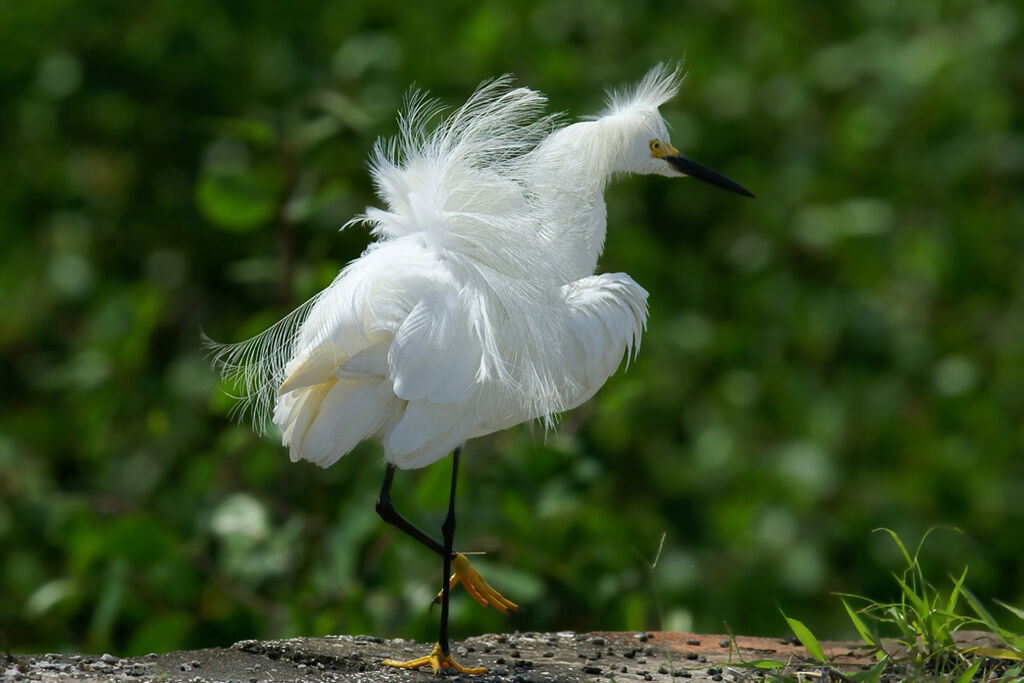 Snowy Egret, identification