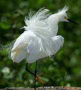 Snowy Egret