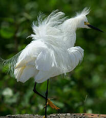 Aigrette neigeuse