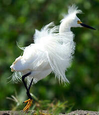 Aigrette neigeuse