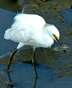 Aigrette neigeuse