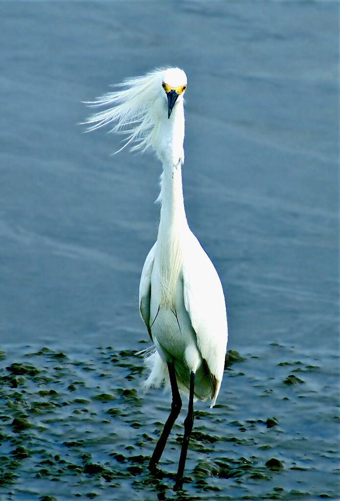 Aigrette neigeuse