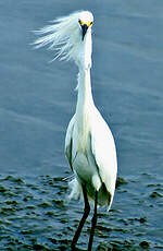 Aigrette neigeuse