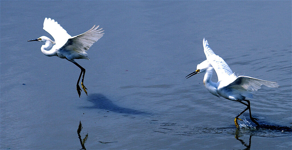 Aigrette neigeuse