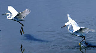 Aigrette neigeuse