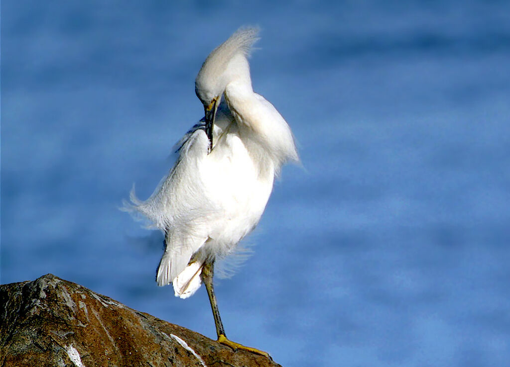 Aigrette neigeuse, identification