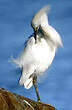 Aigrette neigeuse