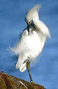 Aigrette neigeuse