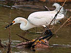 Aigrette neigeuse