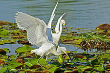 Aigrette neigeuse