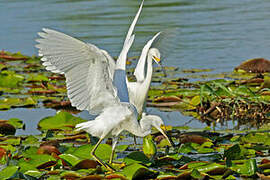 Snowy Egret