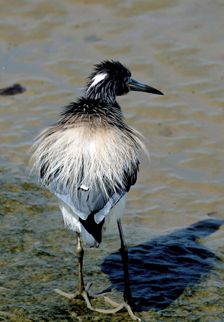 Aigrette tricolore