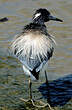 Aigrette tricolore