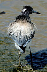 Aigrette tricolore