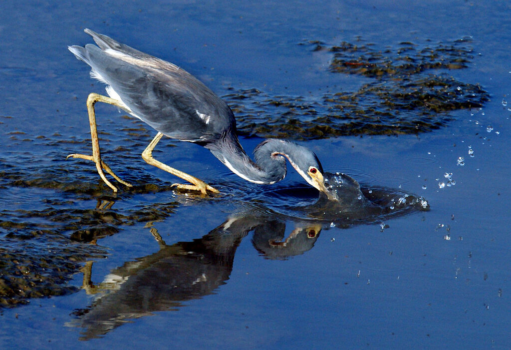 Tricolored Heron