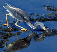 Tricolored Heron