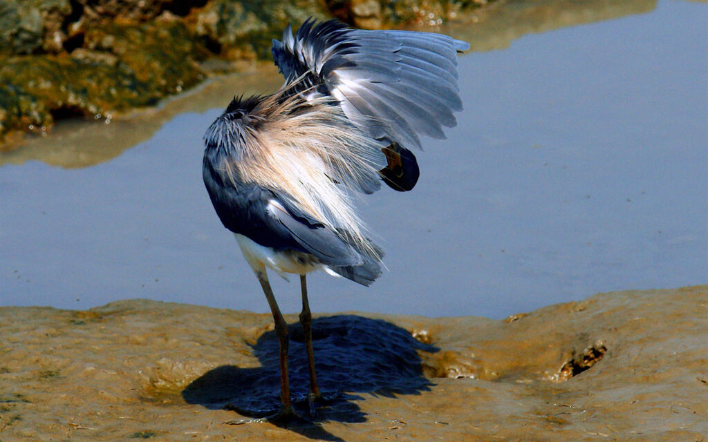 Tricolored Heron