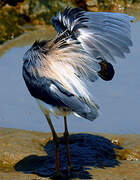 Aigrette tricolore