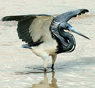 Aigrette tricolore