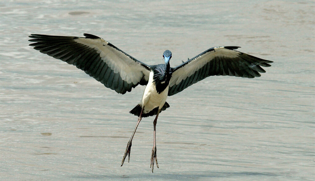 Tricolored Heron