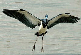 Tricolored Heron