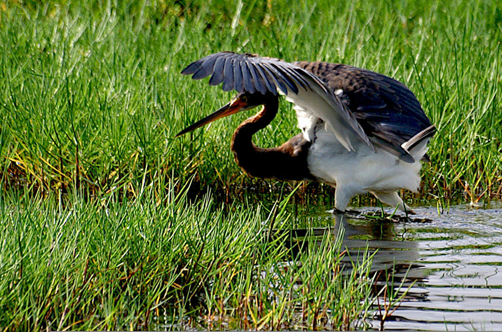 Aigrette tricolore, identification