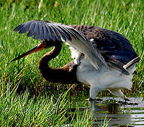 Tricolored Heron