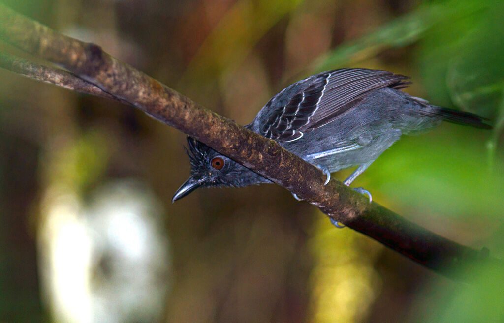 Black-headed Antbird male adult