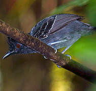 Black-headed Antbird