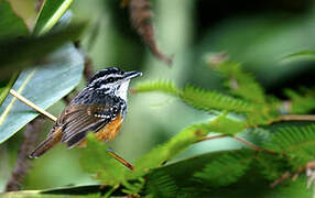 Guianan Warbling Antbird