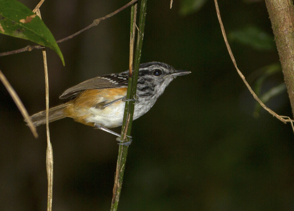 Guianan Warbling Antbird