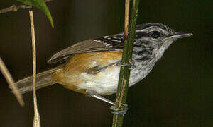 Guianan Warbling Antbird