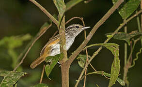 Guianan Warbling Antbird