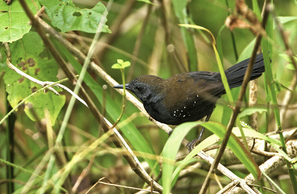 Black-throated Antbird male adult