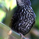 Alapi paludicole