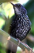 Silvered Antbird